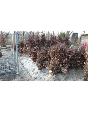 Groene Beuk voor haag | Fagus sylvatica in pot