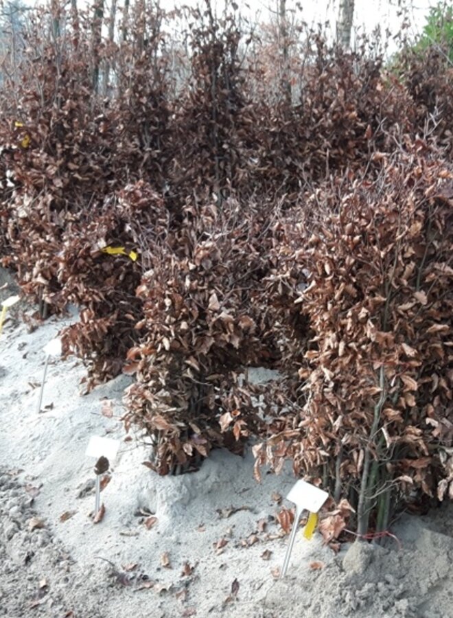 Groene Beuk voor haag | Fagus sylvatica in pot