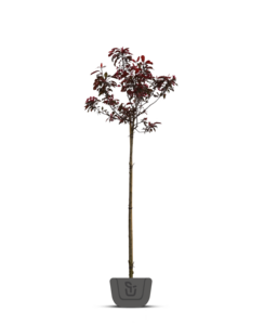 Physocarpus ‘Tuilad’ op stam