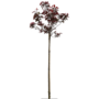 Physocarpus ‘Tuilad’ op stam