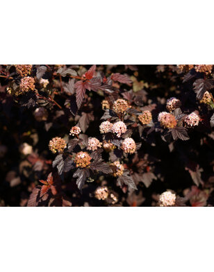 Physocarpus ‘Lady in Red’ op stam kopen