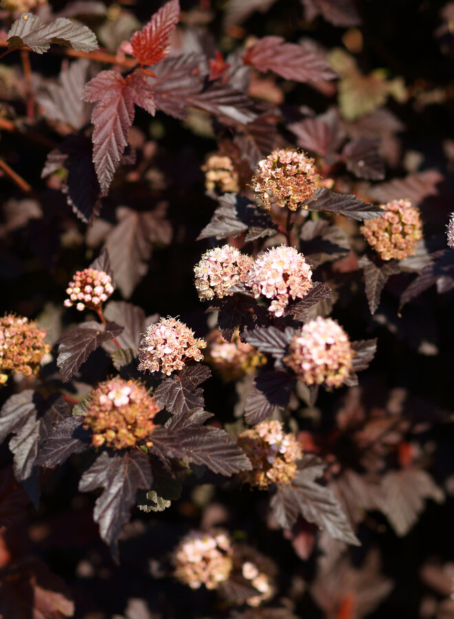 Physocarpus ‘Lady in Red’ op stam kopen