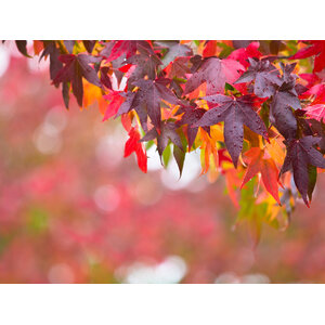 Herfstweken voor BlackFriday