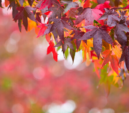 Herfstweken voor BlackFriday