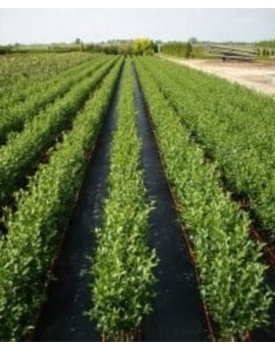 Liguster kant en klare haag | Ligustrum Ovalifolium