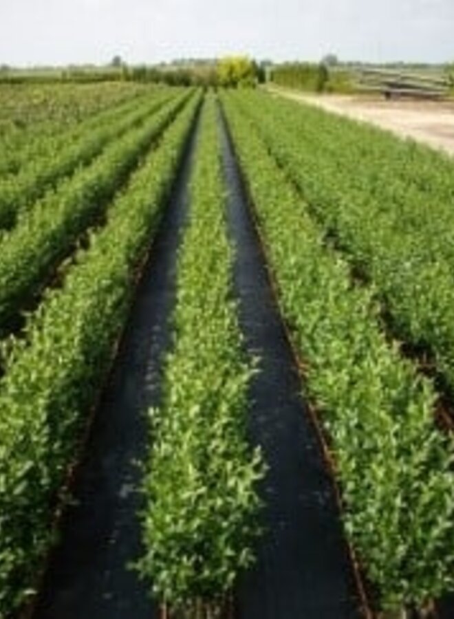 Liguster kant en klare haag | Ligustrum Ovalifolium