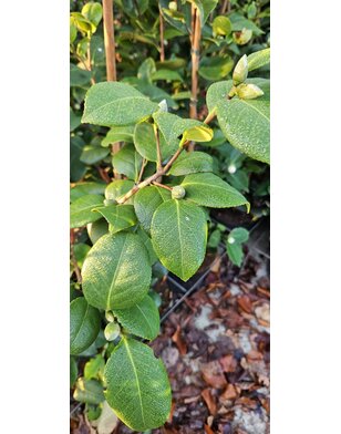 Camelia rood | Camelia Lady Campbell