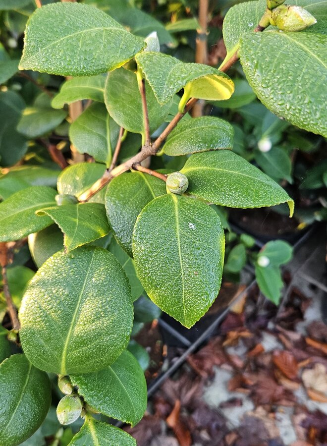 Camelia rood | Camelia Lady Campbell