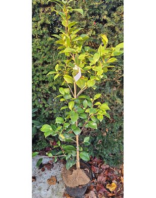 Japanse roos | Camelia roze - Camellia Japonica 'William Bartlett'