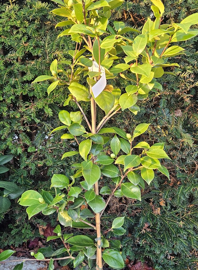 Japanse roos | Camelia roze - Camellia Japonica 'William Bartlett'