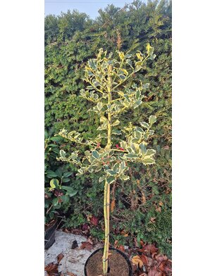 Hulst op stam |  Ilex aquifolium Argentea Marginata