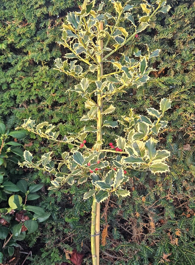 Hulst op stam | Ilex aquifolium Argentea Marginata
