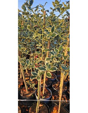 Hulst op stam |  Ilex aquifolium Argentea Marginata
