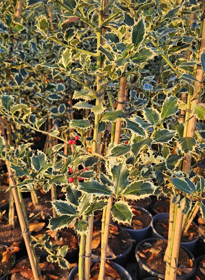 Hulst op stam | Ilex aquifolium Argentea Marginata