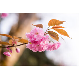 Boom met roze bloesem