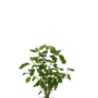 Zomerframboos | Rubus idaeus Black jewel