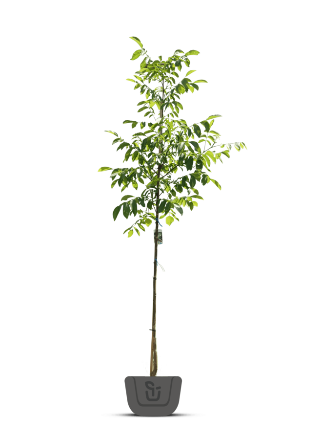 Pecanboom – Carya illinoinensis 'Desirable'