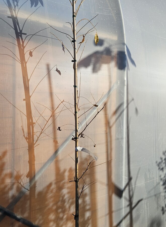 Pecanboom – Carya illinoinensis 'Western Schley'