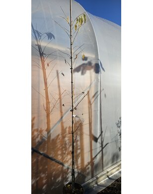 Pecanboom – Carya illinoinensis 'Desirable'