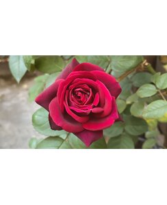 Theeroos | Rosa 'Oklahoma'