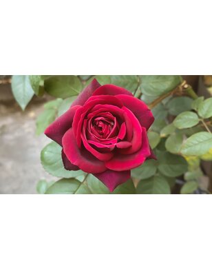 Theeroos | Rosa 'Oklahoma'