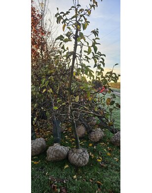 Oude Appelboom | Malus domestica Jonagold