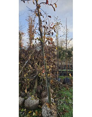 Oude fruitboom | Malus domestica Elstar