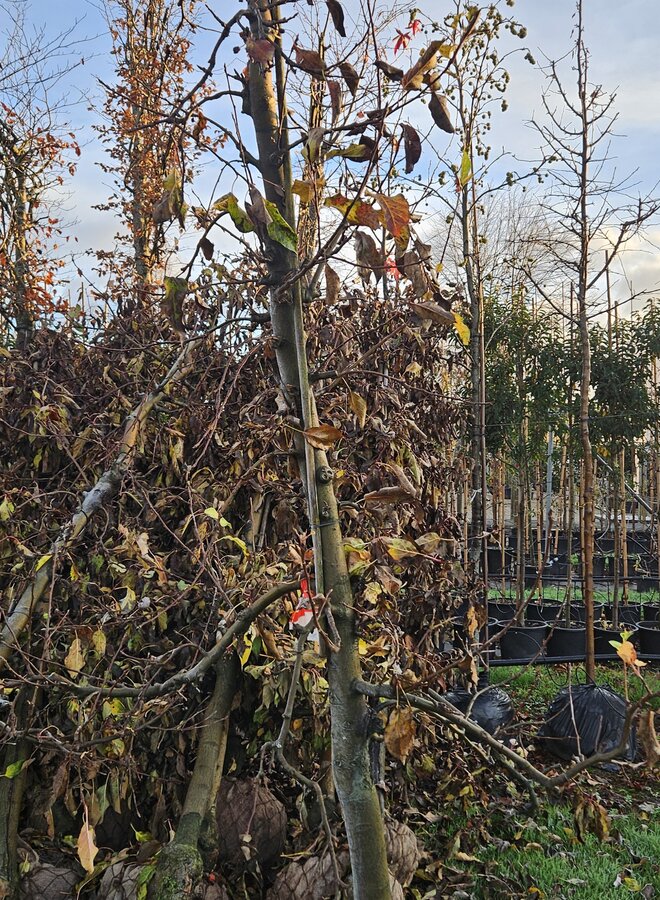 Oude fruitboom | Malus domestica Elstar