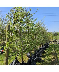 Oude fruitboom | Malus domestica Elstar