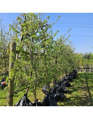 Oude fruitboom | Malus domestica Elstar