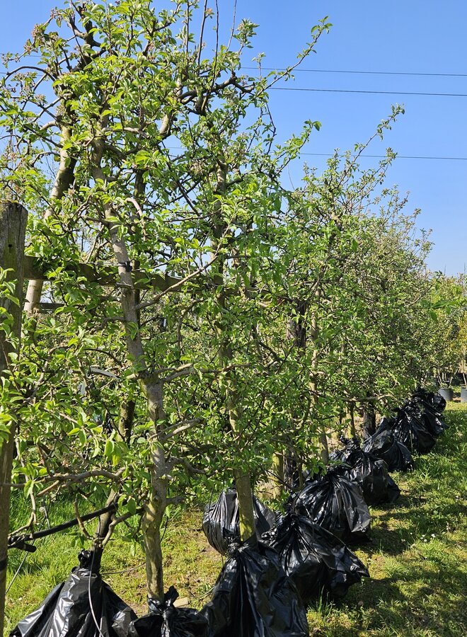 Oude fruitboom | Malus domestica Elstar
