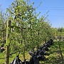 Oude fruitboom | Malus domestica Elstar