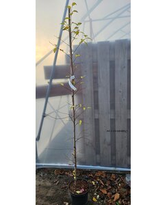 Styrax japonicus | Japanse storaxboom