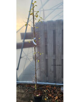 Styrax japonicus | Japanse storaxboom