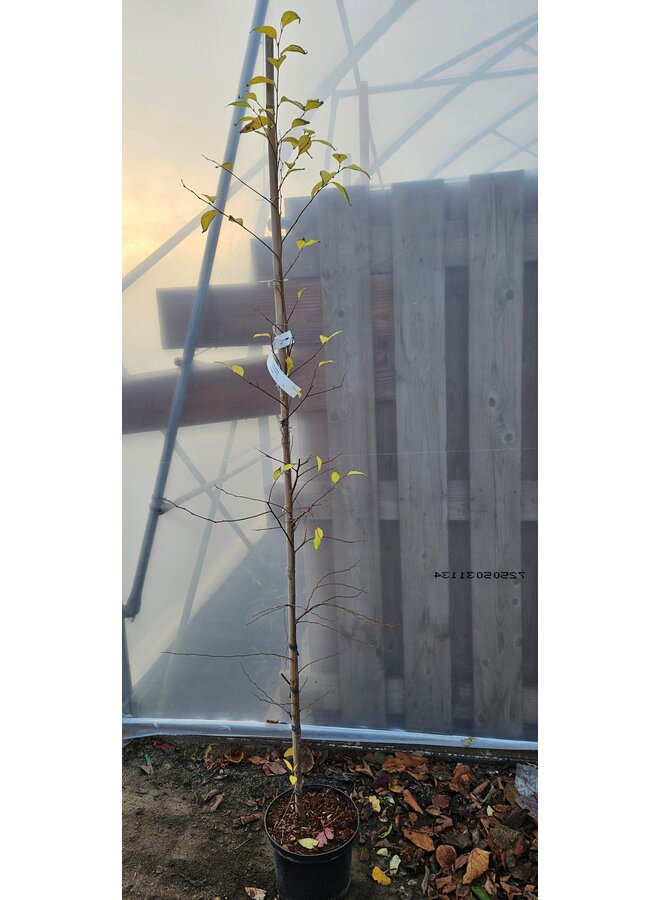 Styrax japonicus | Japanse storaxboom