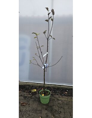 Appelboom | Malus domestica Ecolette
