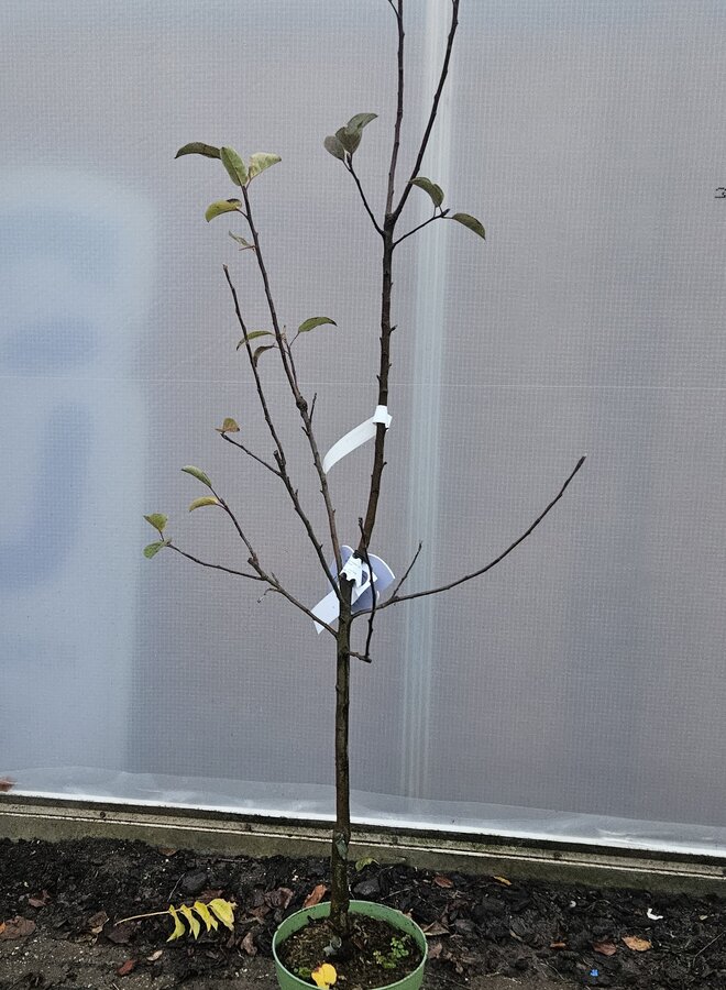 Appelboom | Malus domestica Ecolette