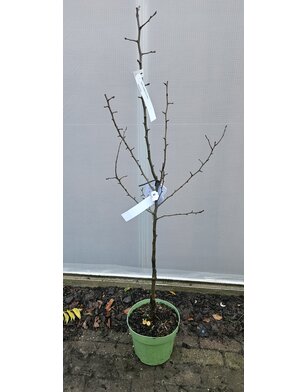 Perenboom | Pyrus communis Doyenne du Comice