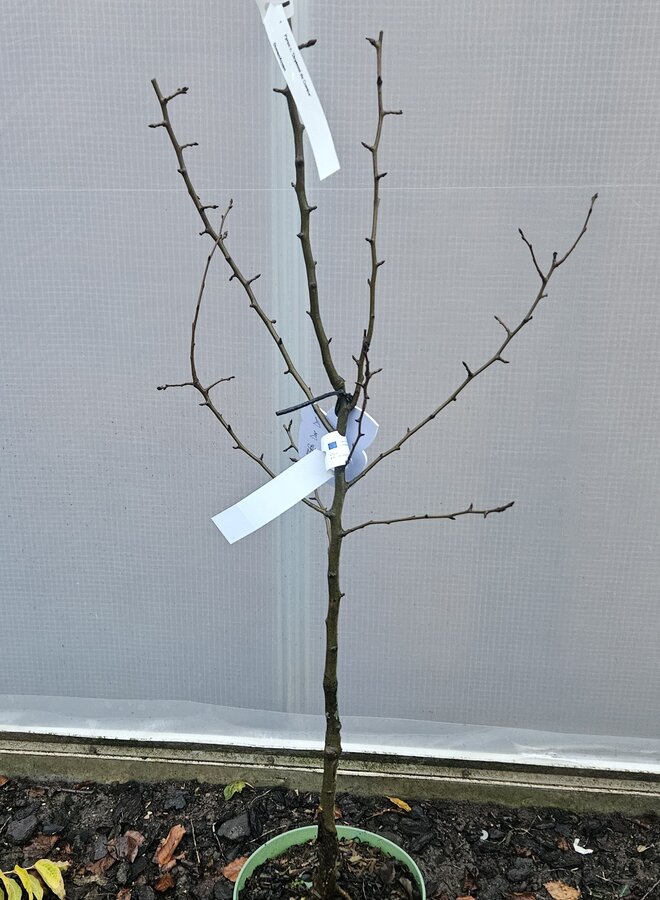 Perenboom | Pyrus communis Doyenne du Comice