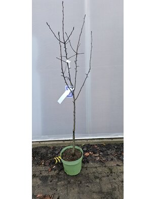 Perenboom | Pyrus communis Conference