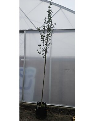 Meidoorn | Crataegus 'Pauls Scarlet'