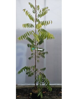 Pecanboom – Carya illinoinensis 'Choctaw'