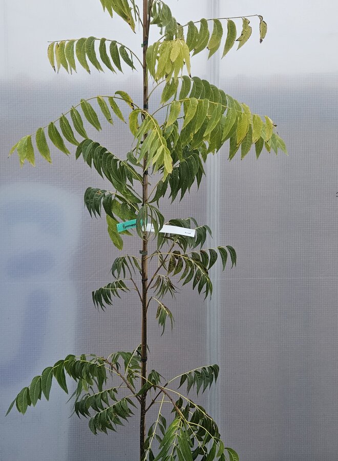 Pecanboom – Carya illinoinensis 'Choctaw'