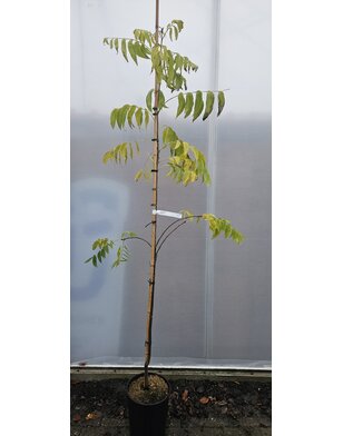 Pecanboom – Carya illinoinensis 'Desirable'