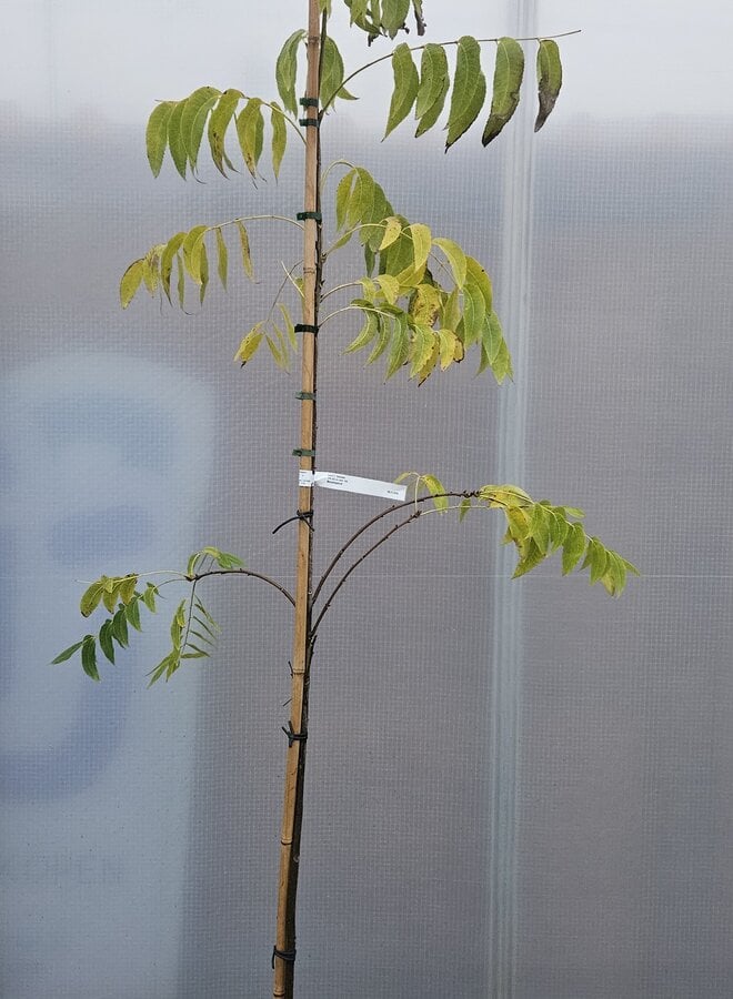 Pecanboom – Carya illinoinensis 'Desirable'