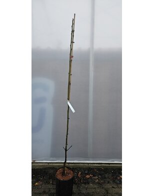 Walnoot | Juglans regia Broadview