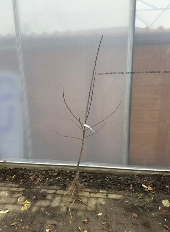 Appelboom | Malus domestica Santana