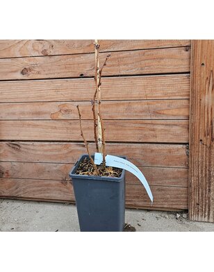 Zomerframboos | Rubus idaeus Blackjuwel