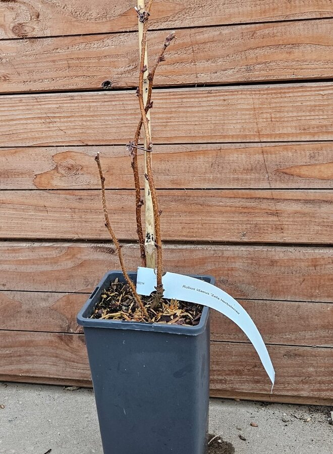 Zomerframboos | Rubus idaeus Blackjuwel