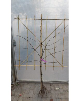 Lei-perenboom | Pyrus communis Doyenne du Comice